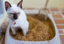 Diarrhée chez le chat