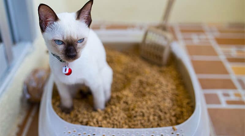 Diarrhée chez le chat