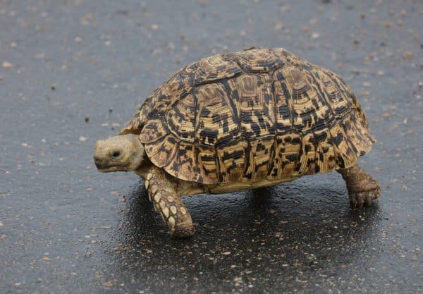 Tortue Léopard