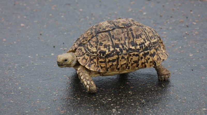 Tortue Léopard