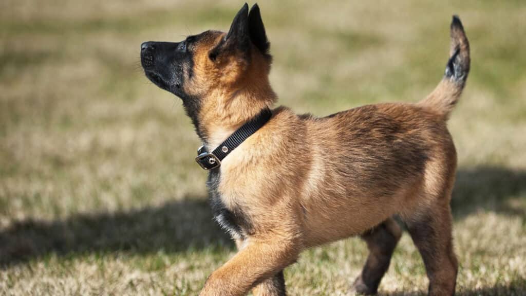 adopter chiot malinois