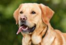 Mantrailing ou pistage : comment s’y prendre avec son chien ?