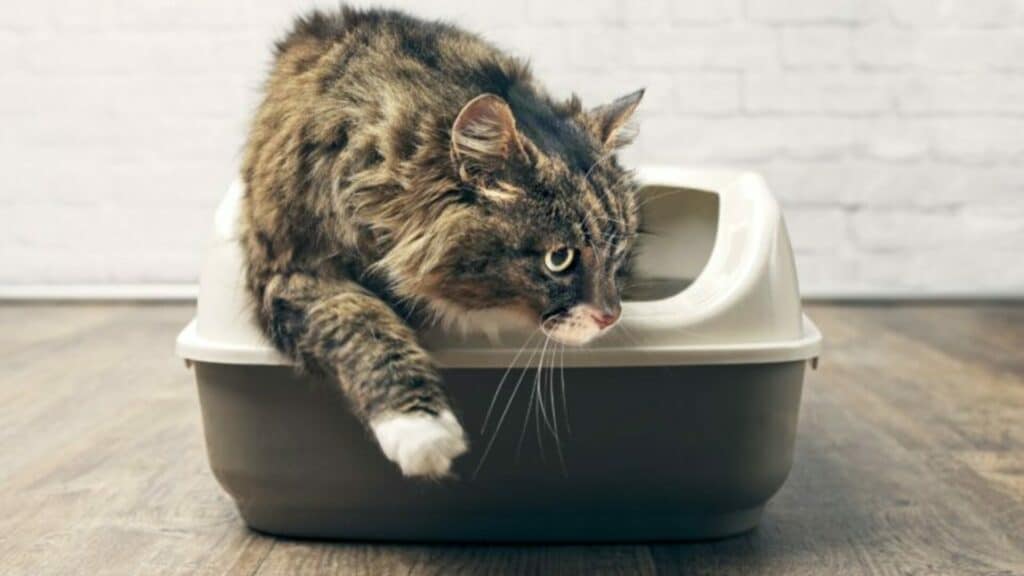 traiter diarrhée chat