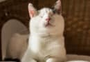 chat aveugle