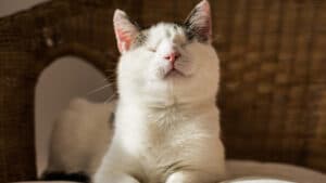 chat aveugle