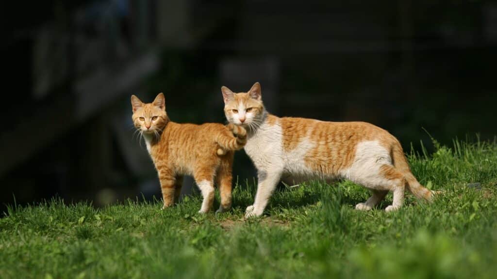 chat mâle et femelle avantages