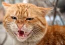 chat qui crache pourquoi