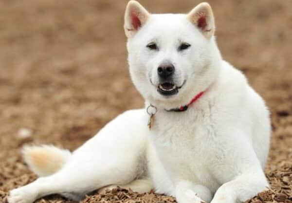 chien Kishu inu