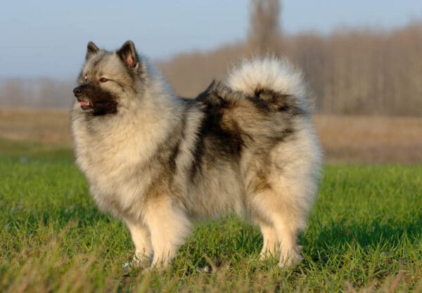 chien Spitz loup