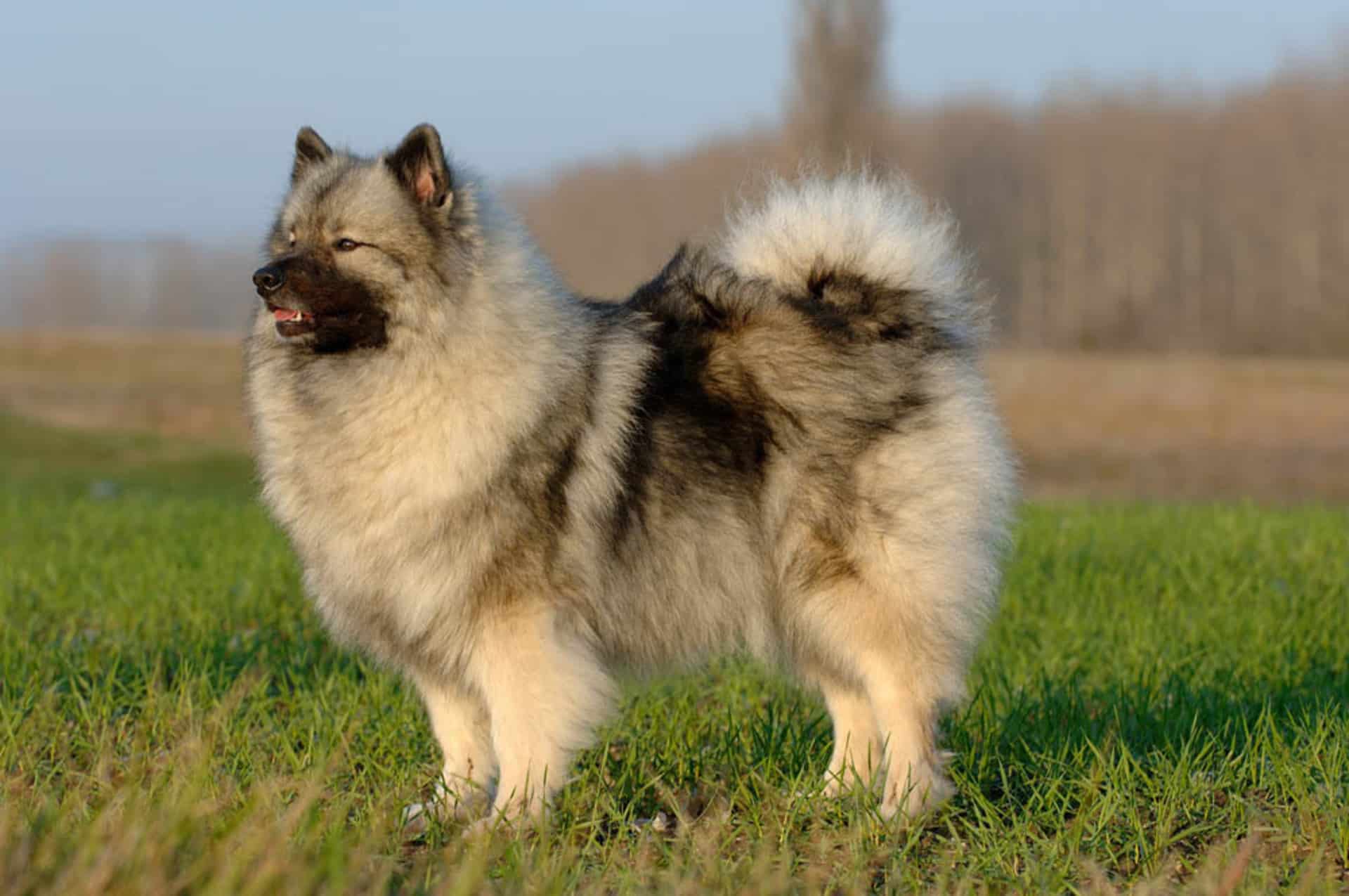 Spitz Allemand  Caractère, alimentation, santé & prix