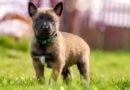 chiot malinois