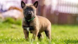 chiot malinois