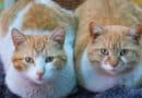 choisir chat mâle et femelle