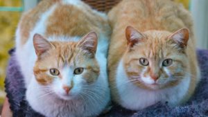 choisir chat mâle et femelle