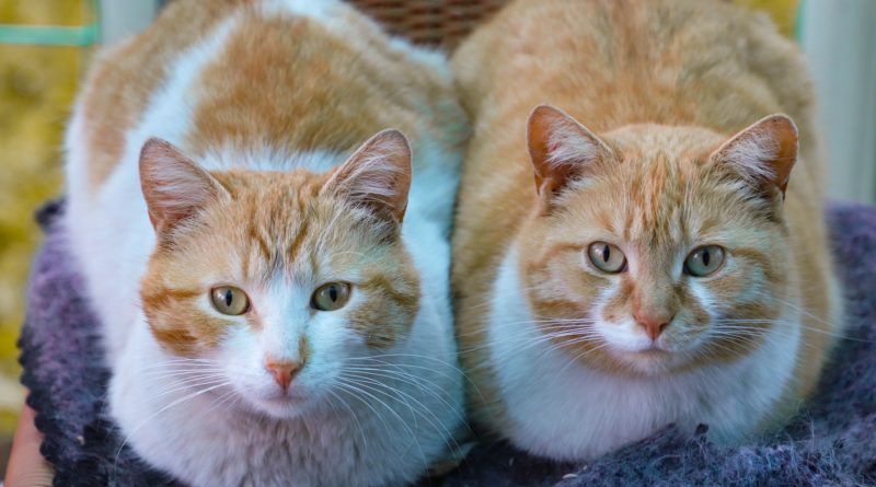 choisir chat mâle et femelle