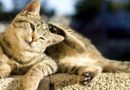 dermatite du chat
