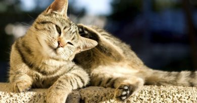 dermatite du chat