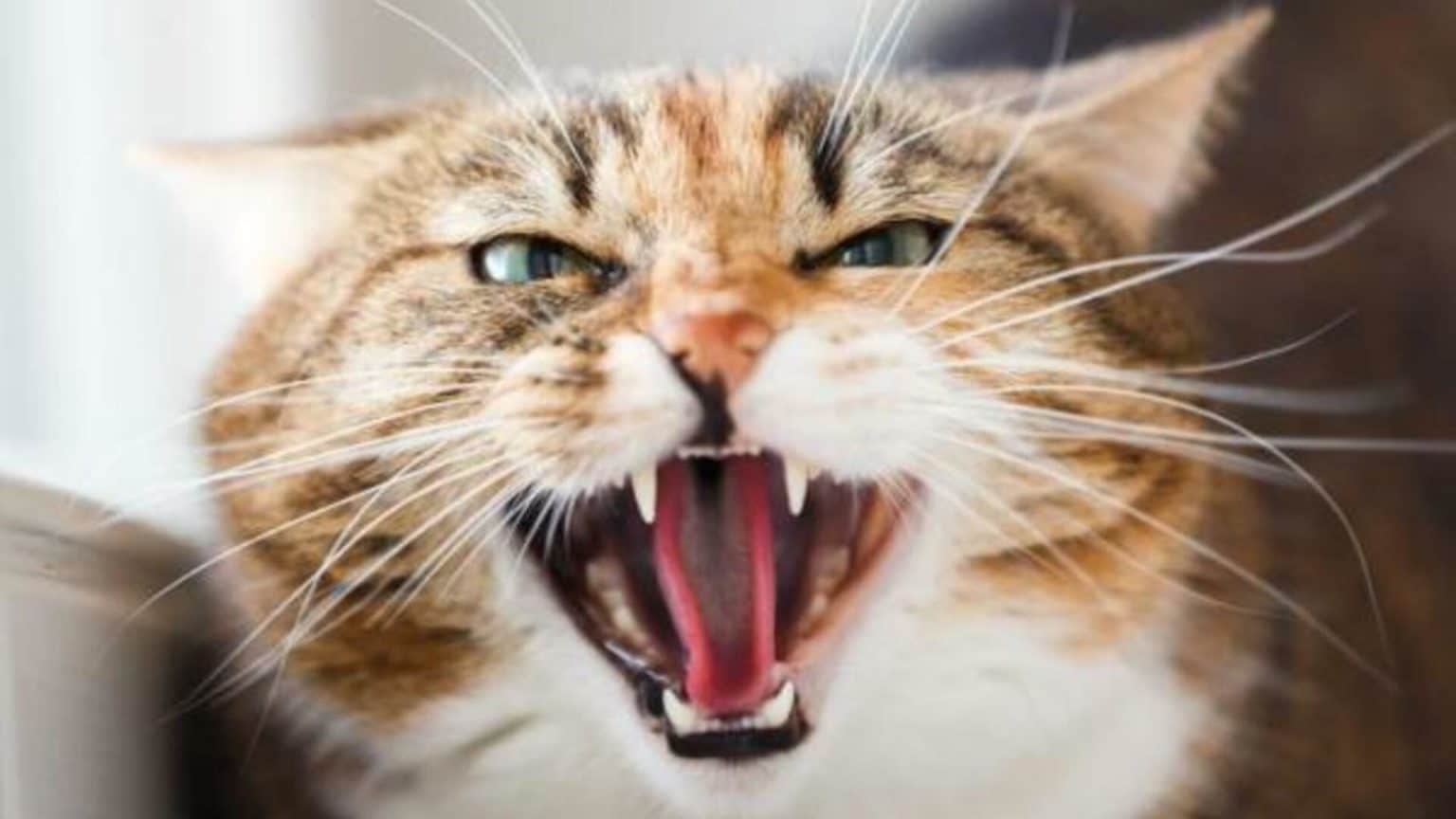 Chat Qui A La Queue Qui Fretille Chat qui crache : pourquoi et que faire