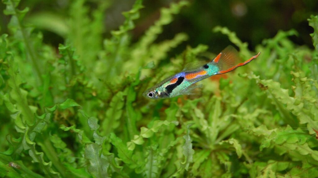 guppy poisson d'aquarium