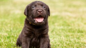 labrador chiot