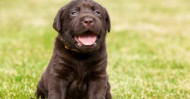 labrador chiot