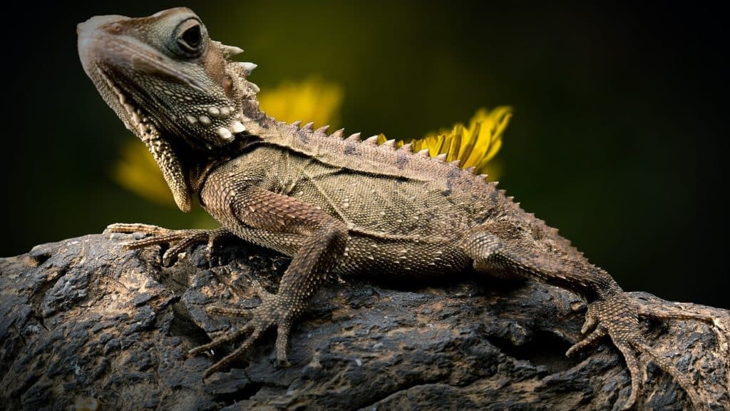 lézard reptile domestique