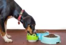 meilleures croquettes pour chien