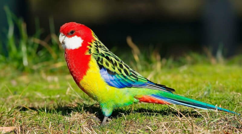 oiseau perruche omnicolore (1)