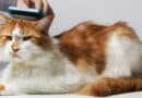 pelade du chat