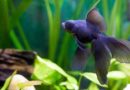 poisson d'aquarium en eau froide