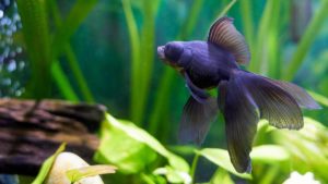 poisson d'aquarium en eau froide