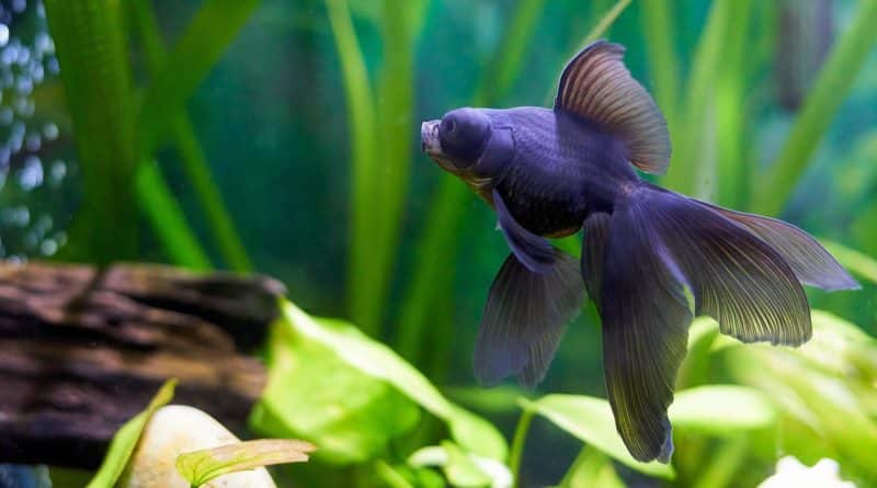 poisson d'aquarium en eau froide