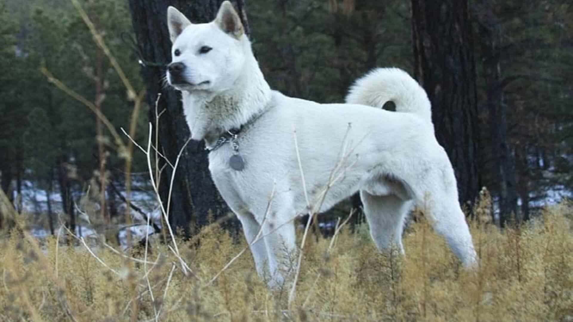 posture kishu inu