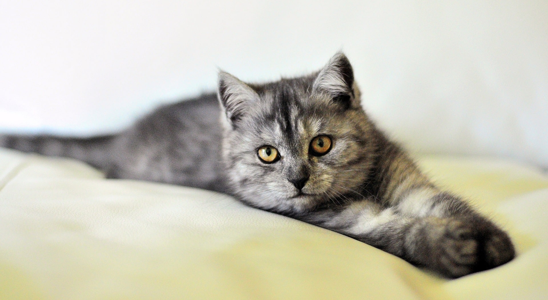 santé exotic shorthair