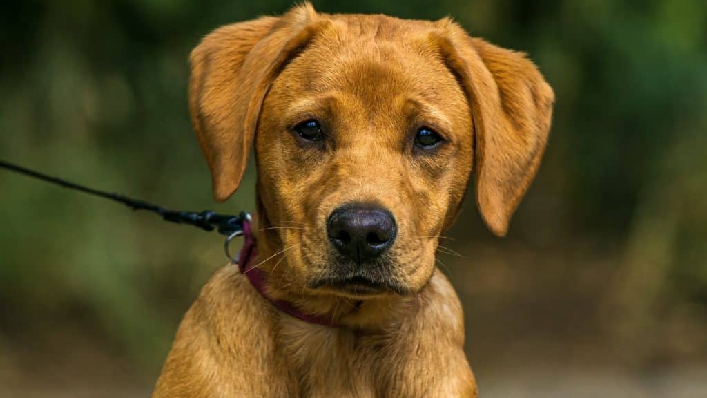 s'occuper d'un labrador chiot