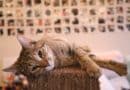 poids de forme idéal du chat