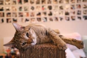 poids de forme idéal du chat
