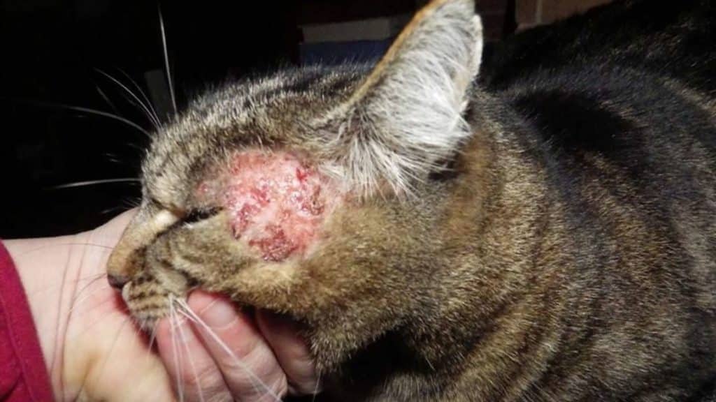traiter dermatite du chat