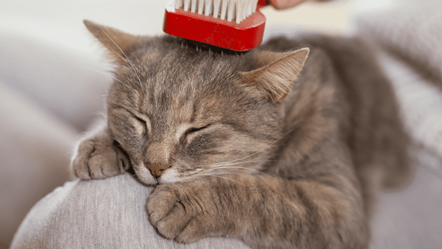 Pelade du chat description, symptôme, traitements