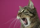 consulter un comportementaliste pour chat