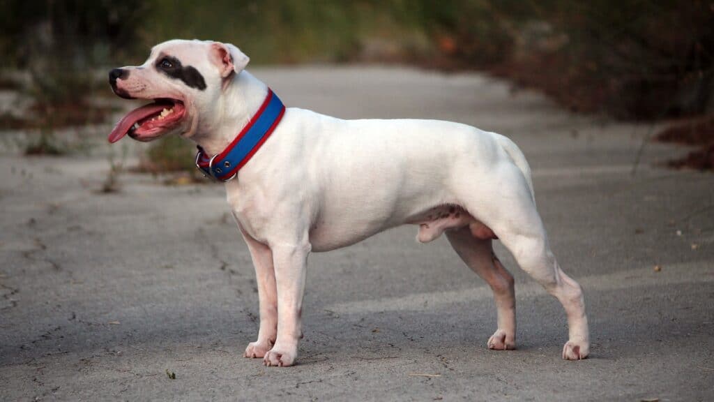 Bull terrier