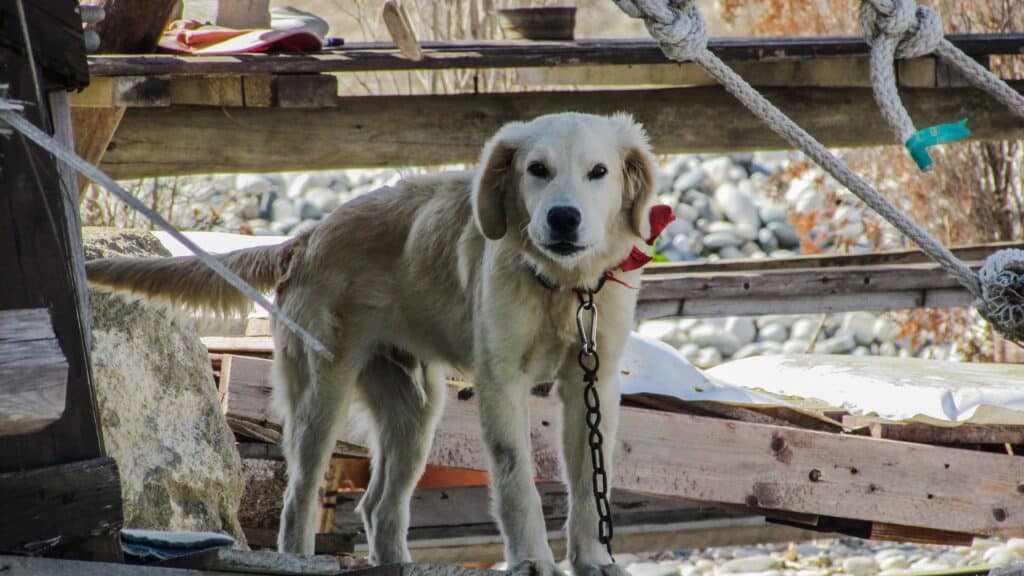 Chien trouvé perdu