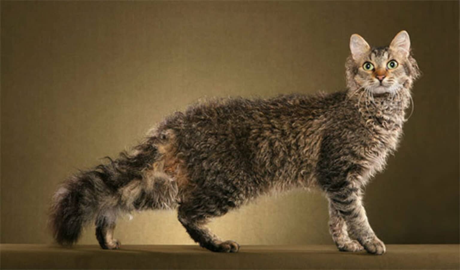 Chat Qui Ressemble à Un Lion Chat lion : ces races de chat qui ressemblent à des lions
