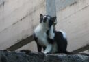 aoûtat chez le chat