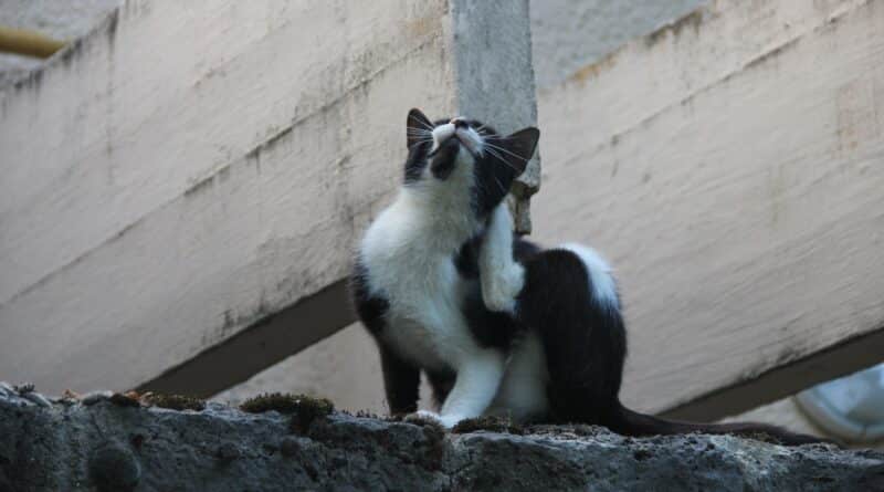 aoûtat chez le chat