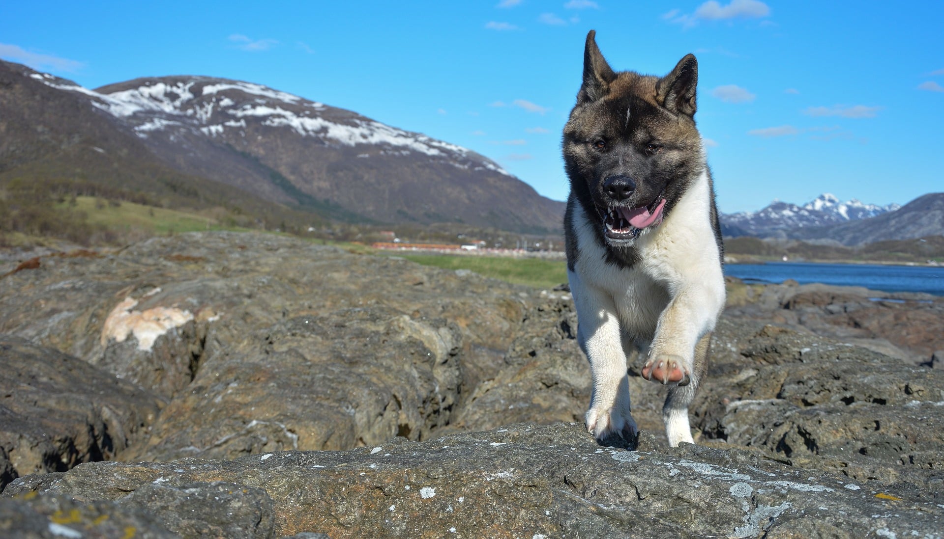 caractère Akita américain