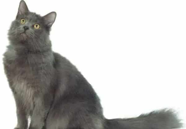 chat Nebelung