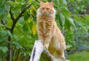 chat lion