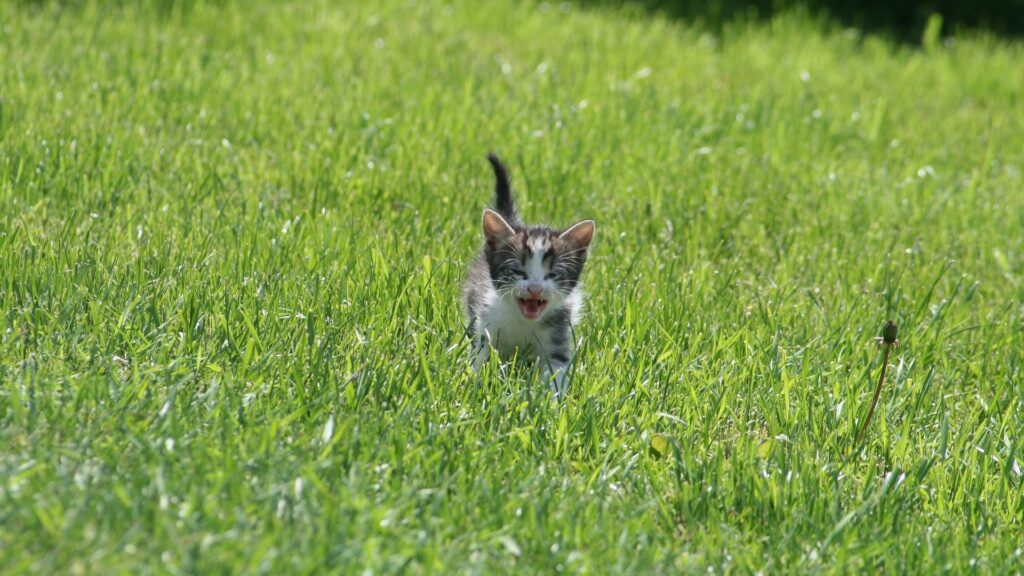 chat perdu que faire