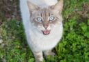 chat qui miaule